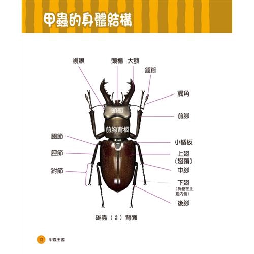 甲蟲王者 50隻最強 最美的台灣獨角仙 鍬形蟲圖鑑 折 蝦皮購物