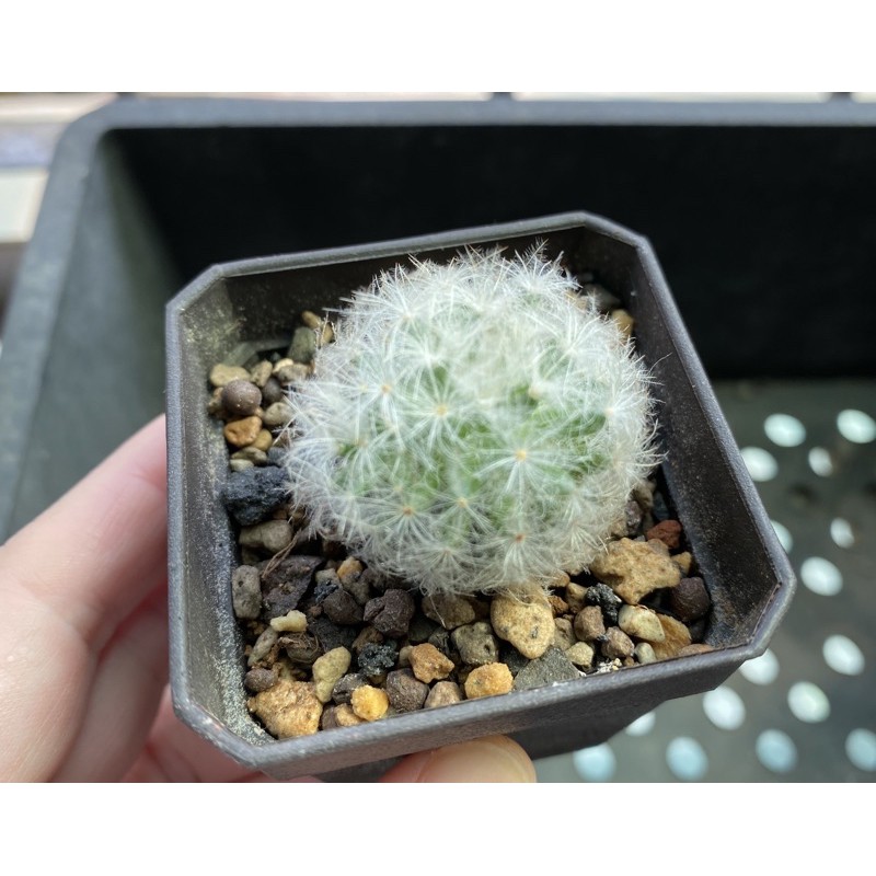 仙人掌 多肉植物  羽毛仙人掌 白星仙人掌 白星 仙人掌2寸盆