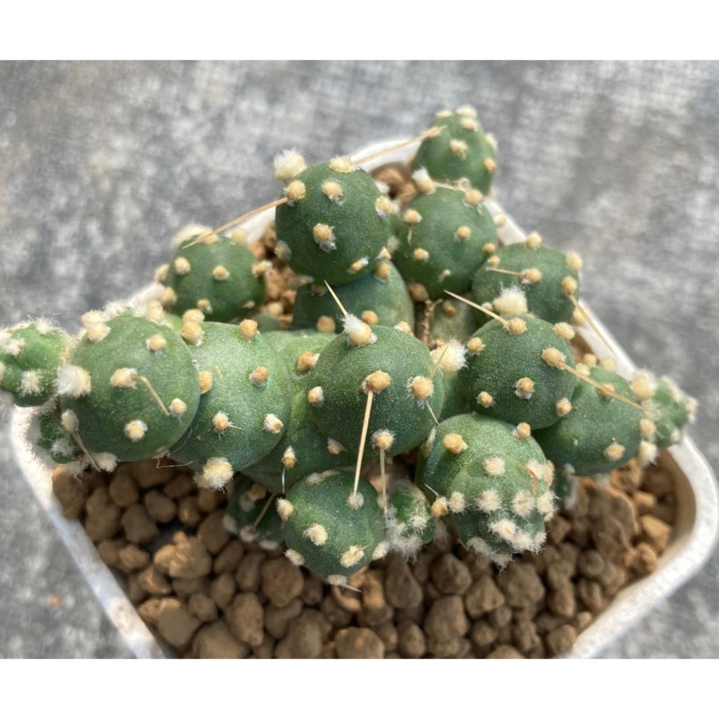 🌵✧植得栽✦【雪球團扇】仙人掌/多肉植物/園藝/療癒小物/植物/仙人球/Cactaceae/陽台植物/仙人掌科