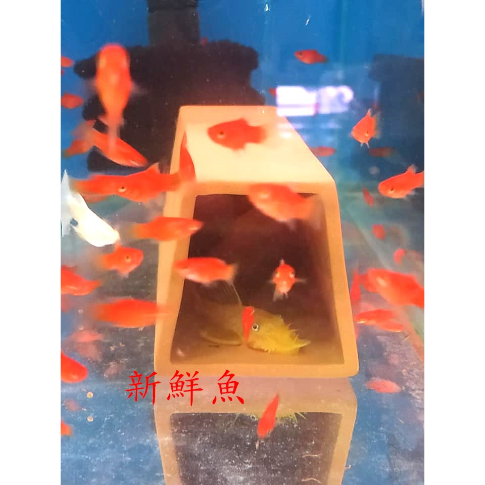 新鮮魚水族館 實體店面台灣雅柏up F 501 L M S 陶瓷繁殖甕梯形異型短鯛繁殖 蝦皮購物