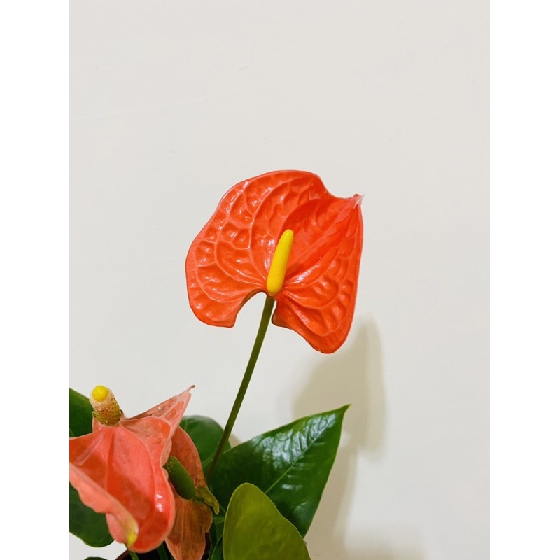 有話植說 橘花火鶴我橘所以我美 目前無花 觀花植物室內植物5吋盆 蝦皮購物