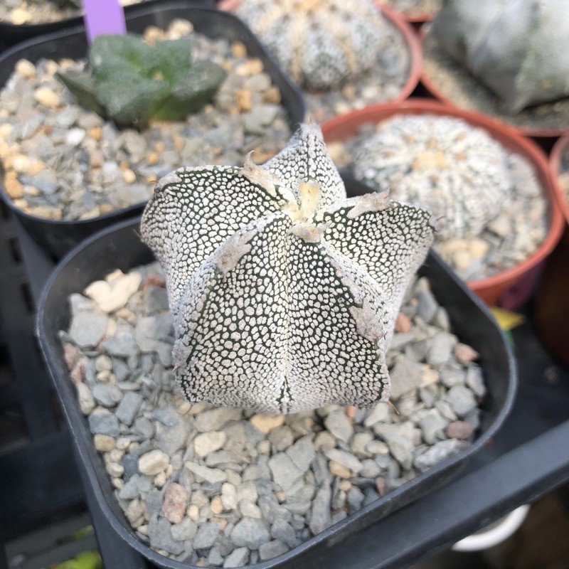 多肉植物仙人掌實生恩塚鸞鳳玉交種 蝦皮購物