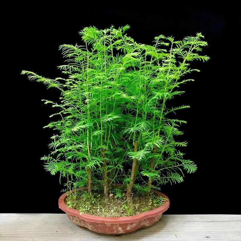 樟木盆栽 - 優惠推薦 - 2022年12月 | 蝦皮購物台灣
