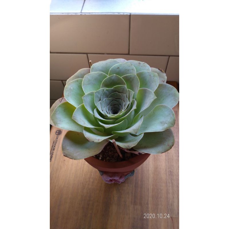 粉耶羅母本 韓進口多肉植物 蝦皮購物