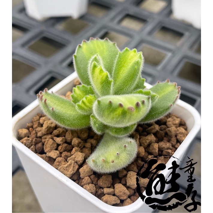 多肉植物熊童子 黃熊熊童子多肉植物景天科 蝦皮購物