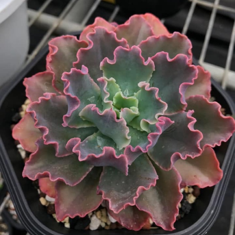 Sandra Garden 藍弧。多肉植物。大肉。捲肉