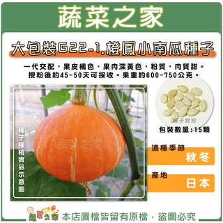 【蔬菜之家滿額免運】大包裝.橙鳳小南瓜種子15顆//一代交配，果皮橘色，果肉深黃色，粉質，肉質甜。