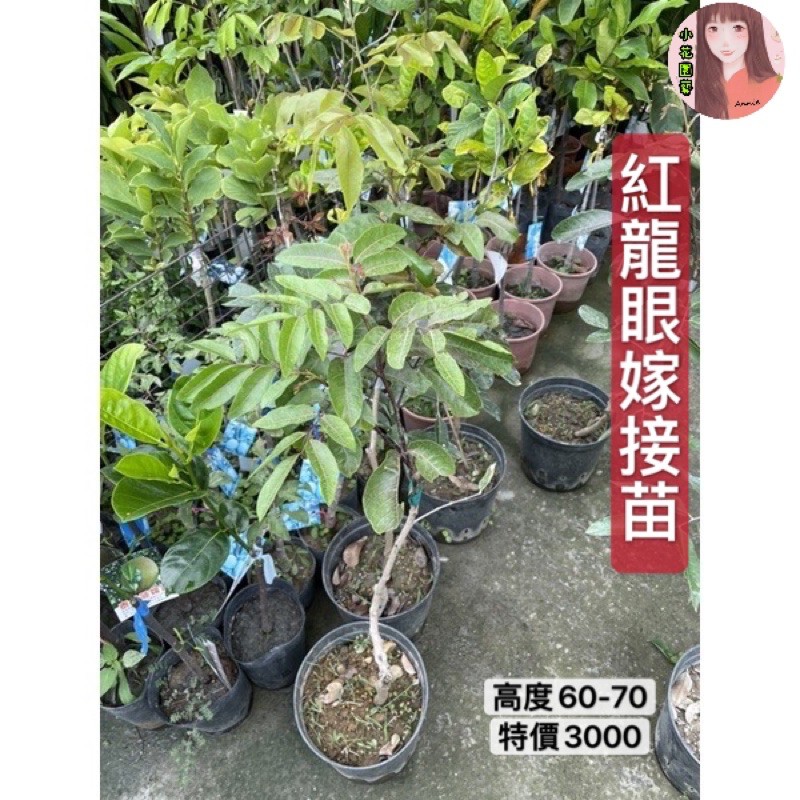 小花園藝 紅龍眼嫁接苗 高度60-70 特價3000