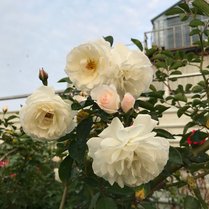 白滿天星 繁榮富裕蔓性玫瑰薔薇月季三寸半苗自產自銷 蝦皮購物