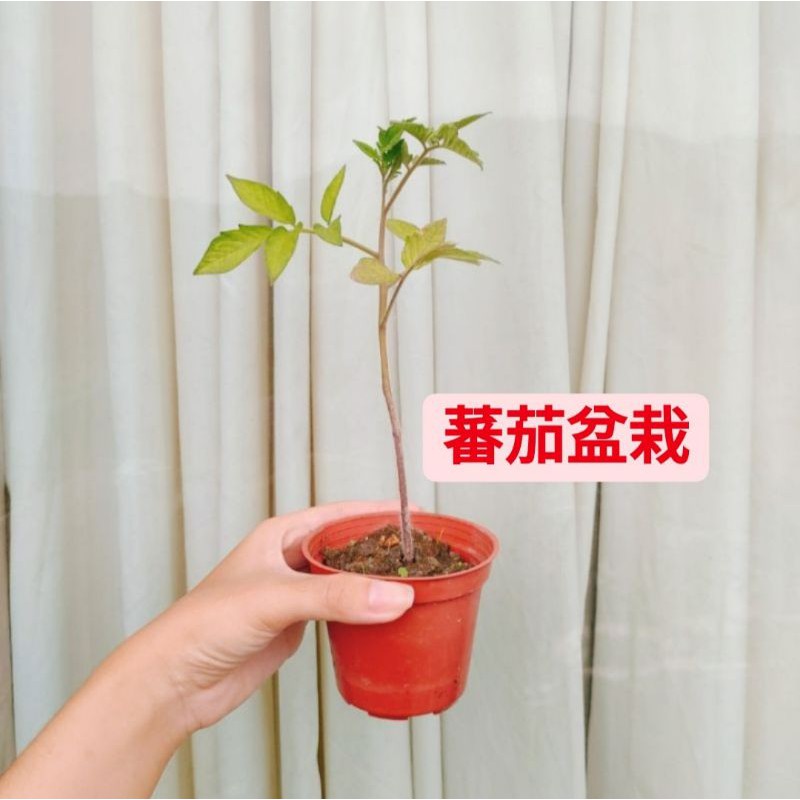 大番茄 食用植物番茄樹觀賞植物水果苗番茄苗番茄盆栽番茄植物蕃茄大番茄好種實用植物盆栽可以食用 蝦皮購物