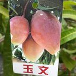 ***小農之家** 優質種苗「玉文6號芒果」 嫁接苗 高約50-60cm 香甜好吃