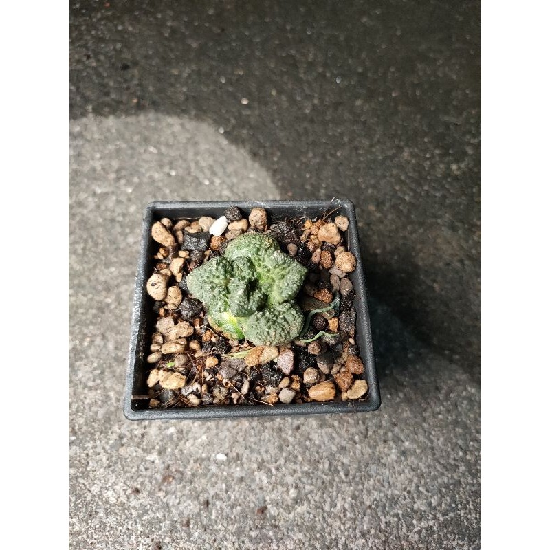 酷斯拉牡丹 外型花椰菜 仙人掌 園藝綠手指 多肉植物 蝦皮購物