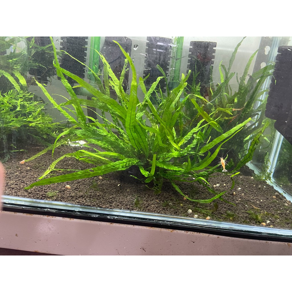 陰性水草 拍賣 評價與ptt熱推商品 21年5月 飛比價格