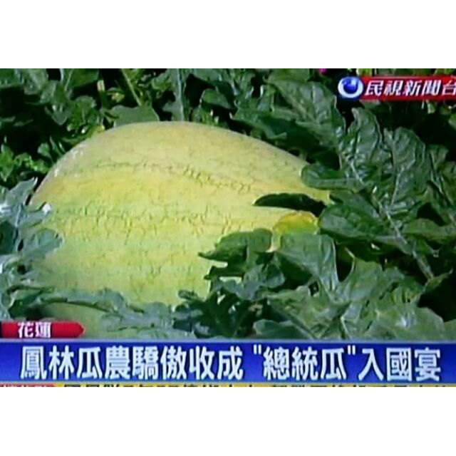 花蓮鳳林小林西瓜 2018年第一期大西瓜開放訂購花蓮縣鳳林鎮中心埔西瓜季節限定水果 蝦皮購物