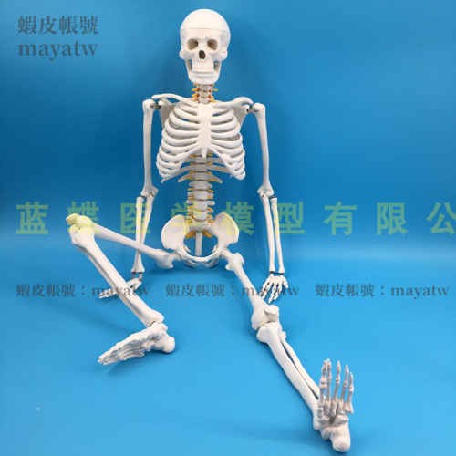 (MD-B_1361)人體骨骼模型帶神經模型85cm 人體標本模型 人體骨骼附椎間盤模型
