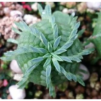 多肉植物 大戟科【Euphorbia Obesa  Hyb.布紋球/晃玉 交種】種子