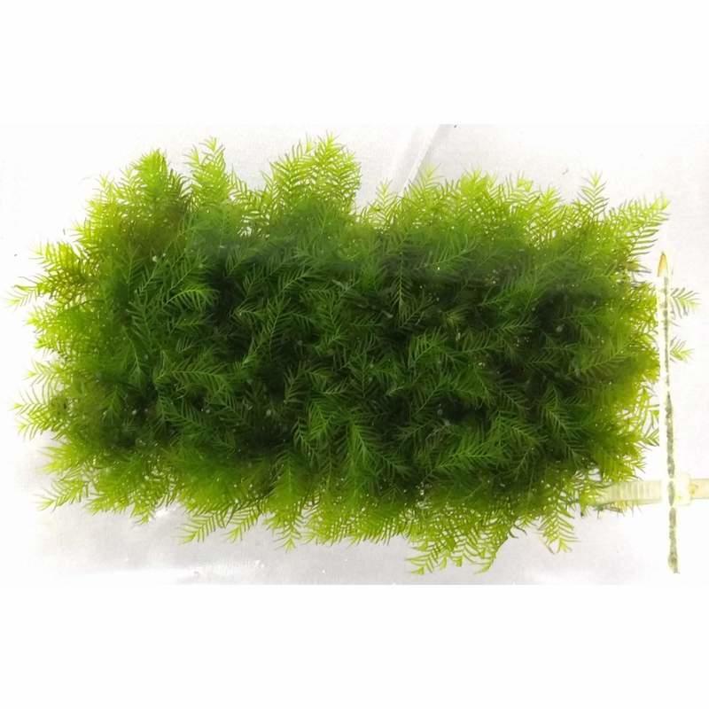 蝦兵蟹將 水草造景 美國鳳尾苔 鐵片 羽毛苔前景草diy 入門級陰性水草苔蘚類初學者鳳凰莫斯莫絲默思 蝦皮購物