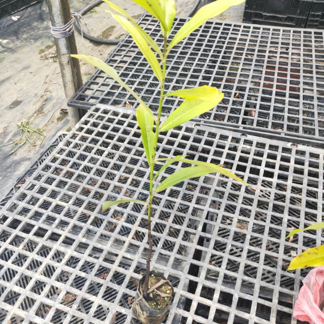 毛柿，台灣黑檀木，台灣原生植物