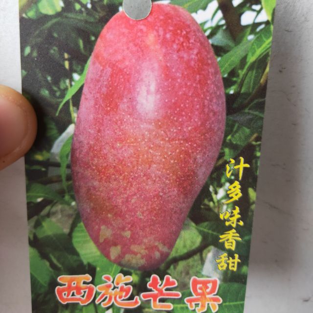 西施芒果苗西施芒果芒果苗芒果水果苗嫁接苗零售批發 新品水果苗 蝦皮購物