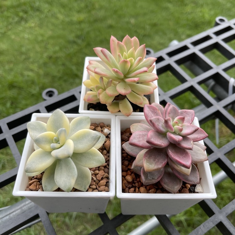 淡雪錦 拍賣 評價與ptt熱推商品 21年7月 飛比價格