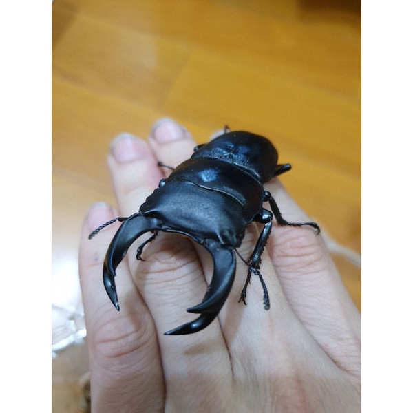 中國大鍬L1～L2幼蟲 皆已入菌杯 可動模型 甲蟲 鍬形蟲