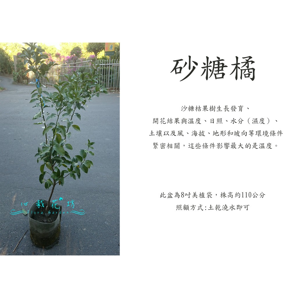 心栽花坊 砂糖橘 沙糖橘 8吋盆 110cm 嫁接苗 水果苗 柑橘類 售價800特價700 蝦皮購物