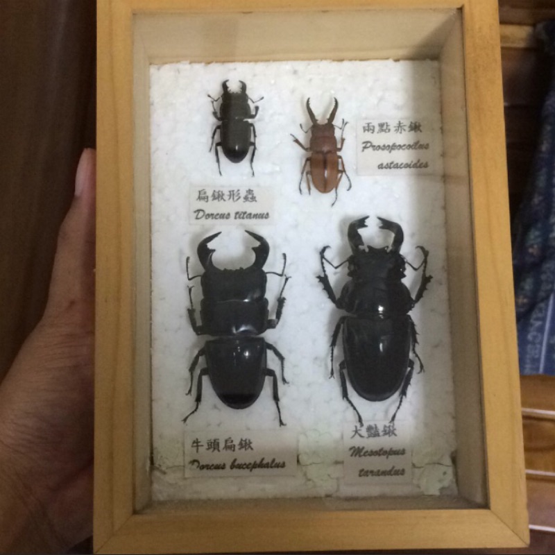 甲蟲標本 蝦皮購物
