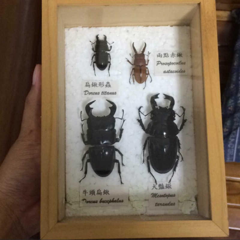 甲蟲標本 蝦皮購物