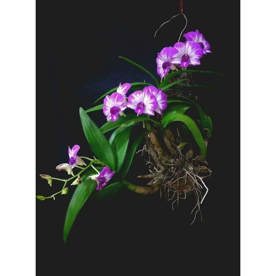🌸八色鳥蘭園🌸蘭花品種:《泰國小公主潑墨石斛》✨一年多次花.花色季節不同潑的花色不同.易種植.根部完整攀附板子 ✨