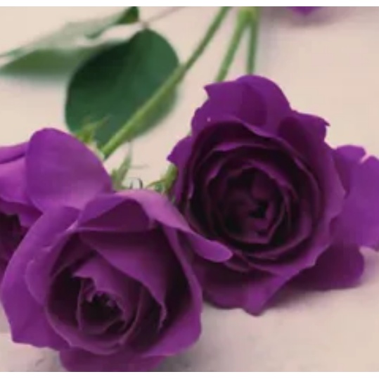 爬藤薔薇花種子玫瑰花種子四季開花易種薔薇玫瑰盆栽花卉庭院陽臺月季花籽觀花植物 蝦皮購物