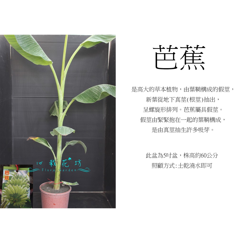 心栽花坊 芭蕉 5吋 香蕉 水果苗 售價250特價0 蝦皮購物