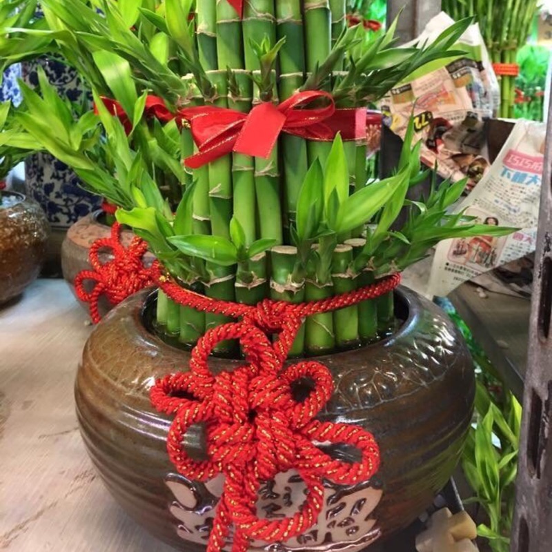 開運竹盆栽 Ln花店 蝦皮購物