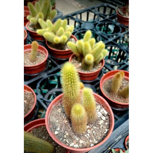 金鈕貓尾巴仙人掌多肉植物觀賞綠化植物室內植物觀葉植物室外植物 蝦皮購物