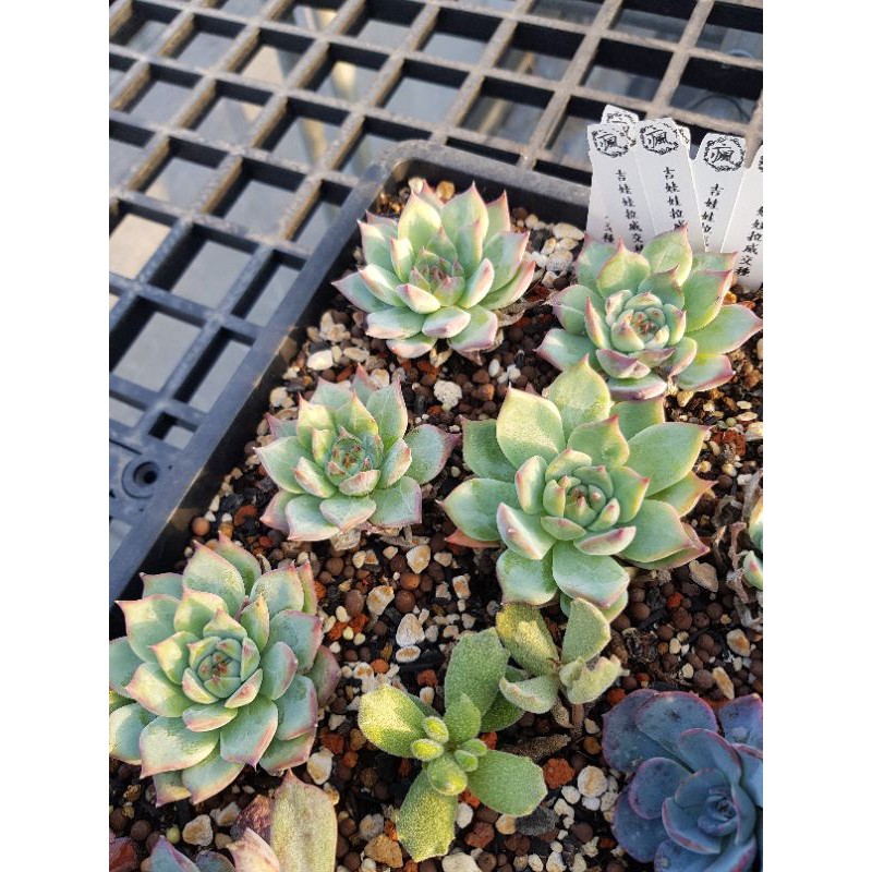 瘋肉植物園 多肉植物 韓國嚴選 吉娃娃拉威交種 蝦皮購物