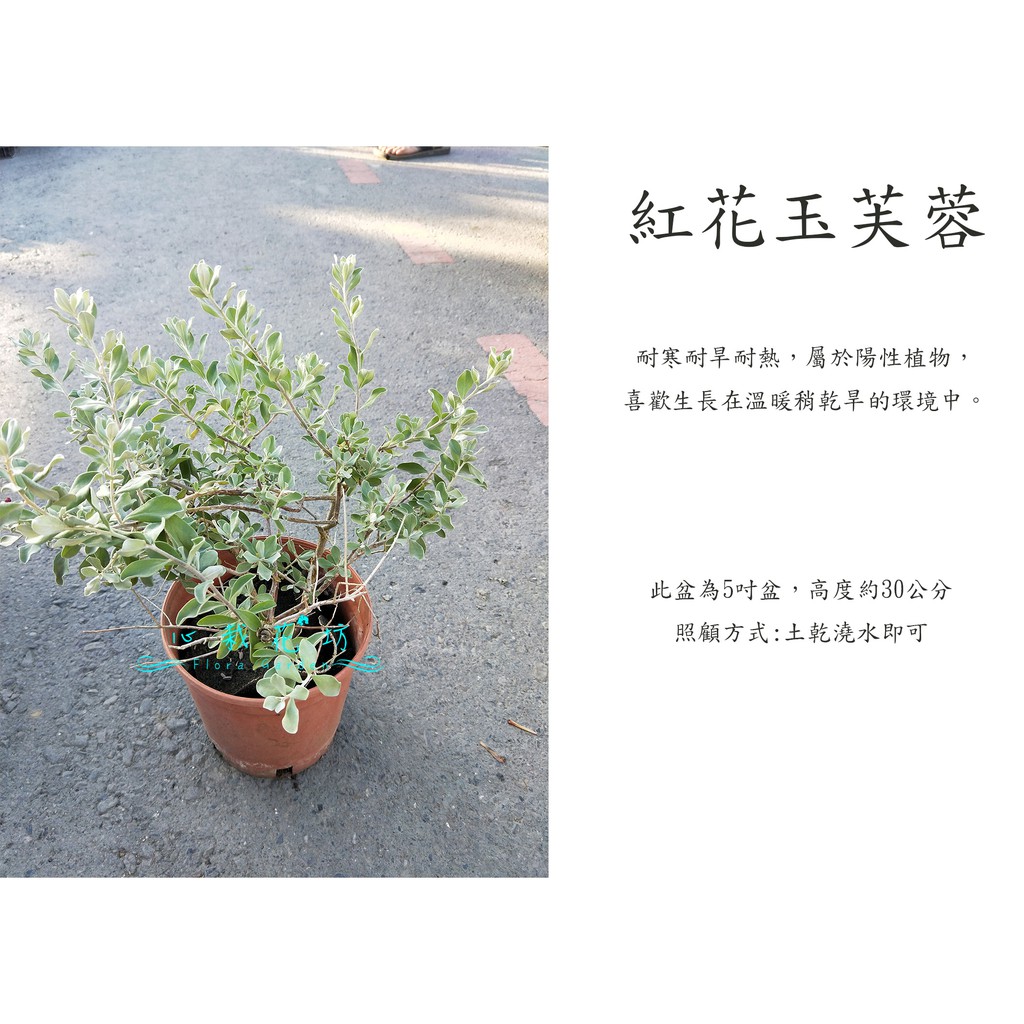 心栽花坊-紅花玉芙蓉/5吋/綠化植物/綠籬植物/觀花植物/售價150特價120