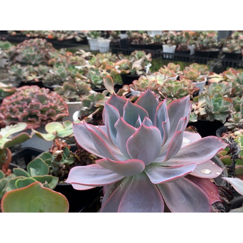 Sandra Garden 晚霞 多肉植物多肉批發 蝦皮購物