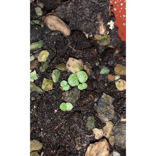 毛小玉 多肉植物種子 蝦皮購物