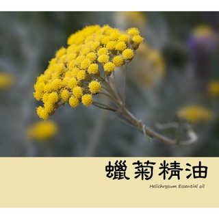 【ls】蠟菊精油 (Helichyrsum Oil) (永久花精油) 偏花香