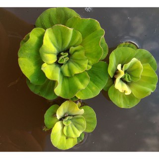 水生植物，水芙蓉(玫瑰水芙蓉)， 漂浮水草--1朵20元