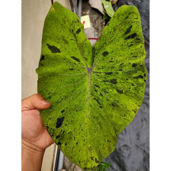 「 黑金海芋」莫吉托水芋 4吋盆Colocasia Mojito