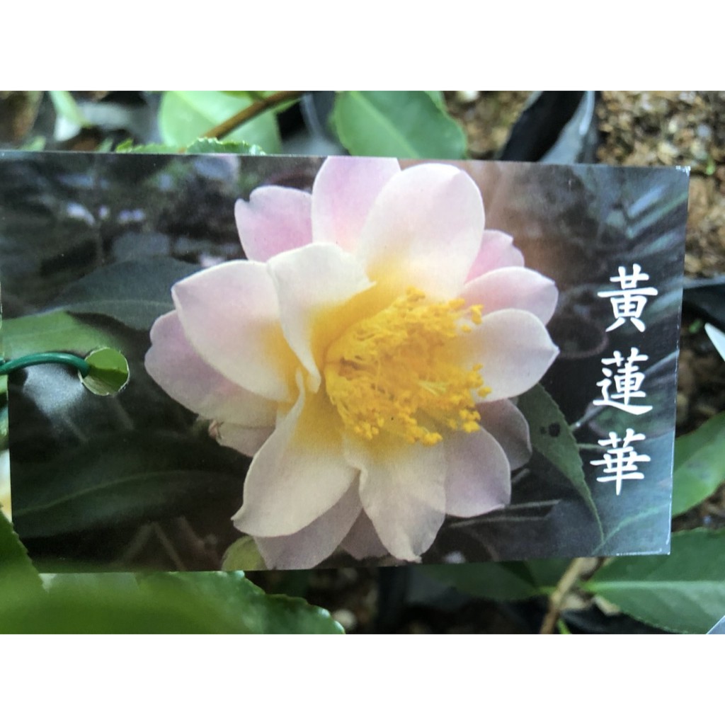 缺貨中 花花世界 茶花苗 黃蓮華 花季12至翌年2月 3 5吋黑軟盆 高5 15cm Ma 蝦皮購物