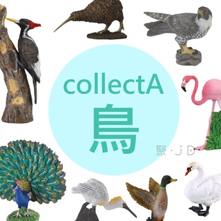 聚聚玩具【正版】永曄 collectA 柯雷塔A-英國高擬真動物模型-鳥類/孔雀