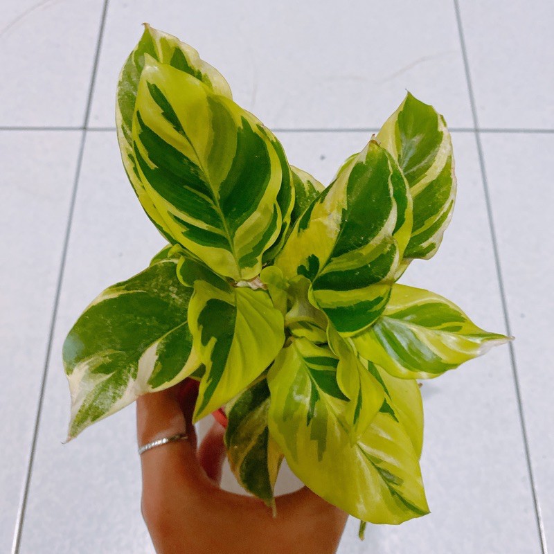 大理石竹芋/黃油畫竹芋/觀葉植物/室內植物/3吋盆