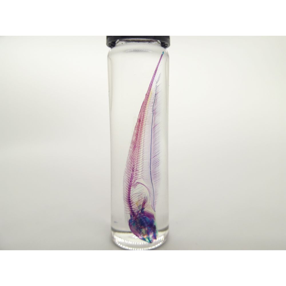 黑魔鬼線翎電鰻透明標本透明魚骨骼標本科學人的日常 蝦皮購物