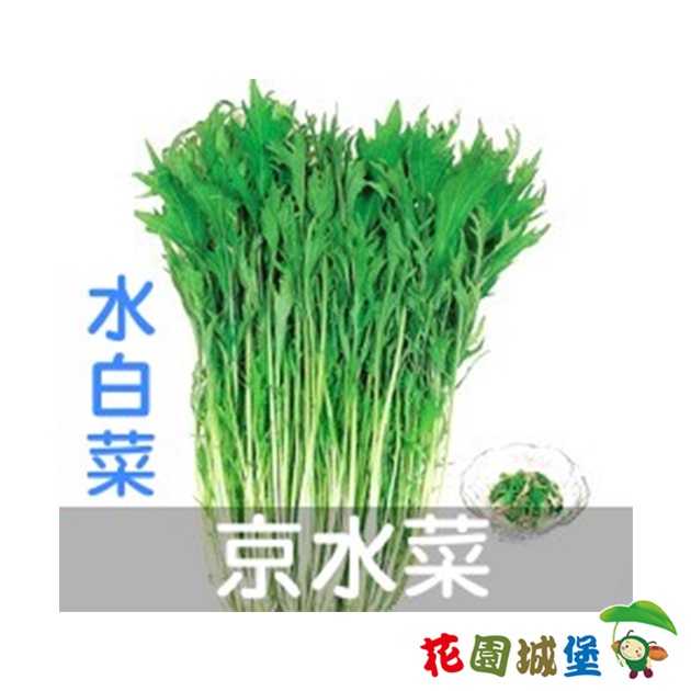 現貨 水白菜二號 京水菜銀絲菜 種子 Hv 390 25公克裝葉菜水晶菜十字花科 花園城堡 蝦皮購物