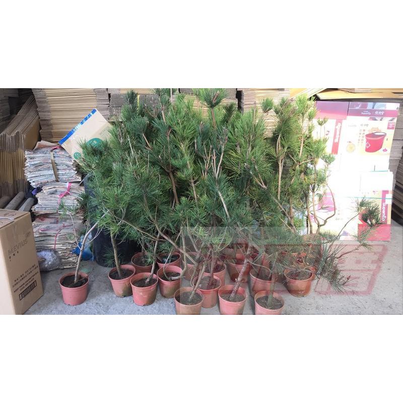花田厝_常綠植物--黑松--松樹 5吋盆 高約80-100cm(無法超取)
