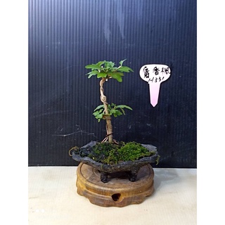 樂山 麝香楓 H331 觀賞用 小型盆栽