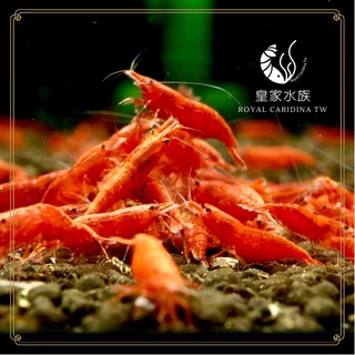 ·皇家水族· <極火蝦> 品質嚴選 安全純淨 烤漆蝦 紅蝦 紅米蝦 米蝦 飼料 活餌