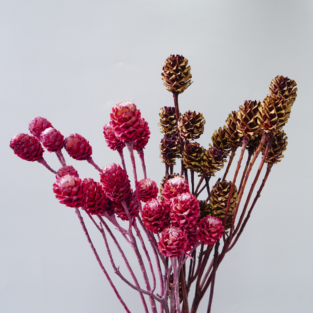 乾燥花材陽光果全色系 蝦皮購物