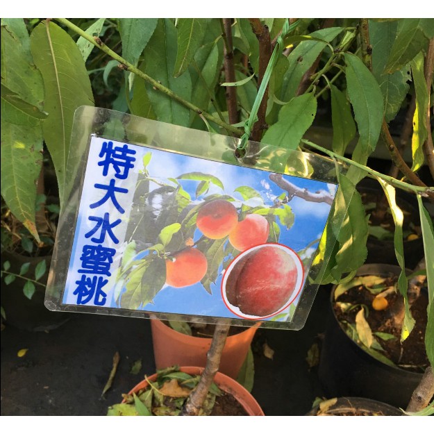 花囍園_水果苗--特大水蜜桃--營養豐富~平地和淺山坡都可種植/8吋高約110-140cm/特價1200